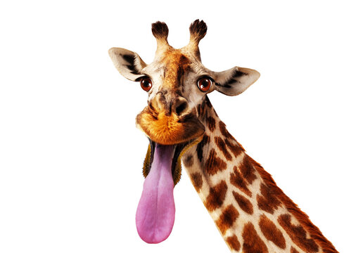 Funny close-up photo of giraffe head stick out longue tongue isolated on white