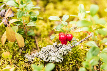 Red lingonberries, lichens and twigs on a moss carpet