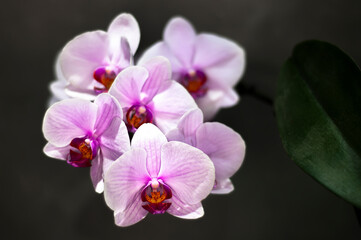 Fototapeta na wymiar Phalaenopsis orchid from a home garden. Moth orchid fully in bloom.