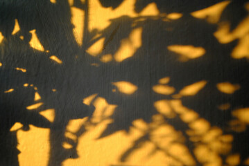 Close Up of Graphic Shadow of Foliage on Wall 