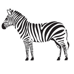 stylized zebra, isolated object on white background, vector illustration,