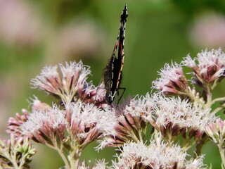 motyl