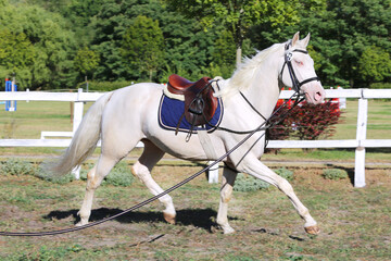 Sporting horse galloping under saddle without rider on show jumping event summertime at rural...
