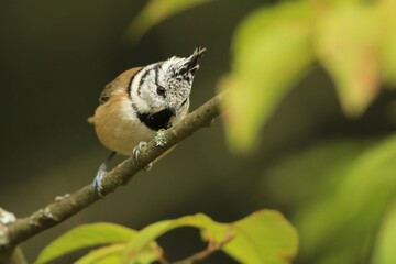 Crested Tit sitting on spruce branch. Bird in the nature habitat, Portrait of Songbird tit with crest. Wildlife scene from forest. Lophophanes cristatus