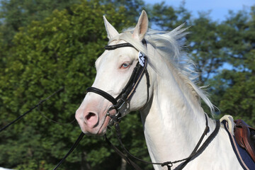 Obraz premium Sporting horse galloping under saddle without rider on show jumping event summertime at rural riding centre