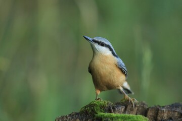 Eurasian nuthatch (Sitta europaea) sits on the stump. nuthatch in the nature habitat. Wildlife scene from fall forest.