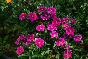 Fototapeta premium Pink Dianthus Chinensis or China Pink flowers in garden