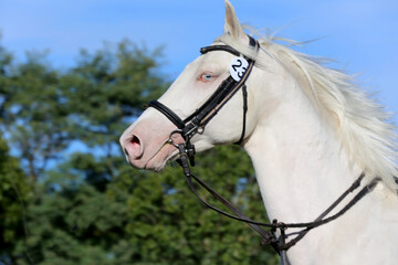 Beautiful purebred cremello stallion horse galloping under saddle
