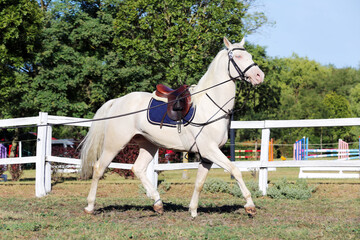Beautiful purebred cremello stallion horse galloping under saddle