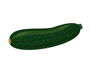Zucchini vector Illustration. Realistic vector isolated on white background.