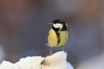 Garden bird Great tit (Parus major) sitting on the ground. Titmouse in winter time. 