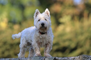 Westie. West Highland White terrier standing in the grass. Portrait of a white dog.