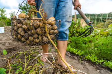 Fresh farm potato harvest. Farmer digging potatoes in field, organic farming concept.