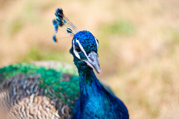 Peacock Blue