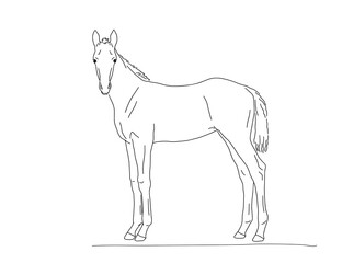 Warm-blooded foal stands, side view