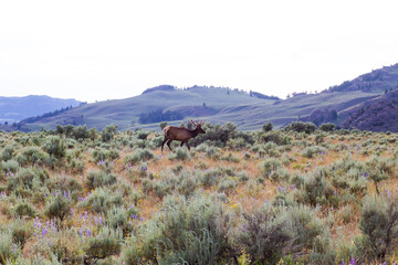Yellowstone Elk
