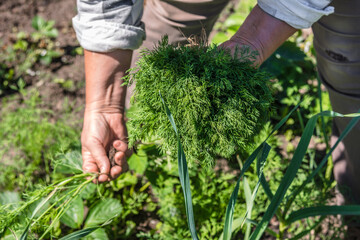 Fototapeta premium Fresh organic vegetables harvesting in the garden. Farmer with freshly harvested dill in hands.