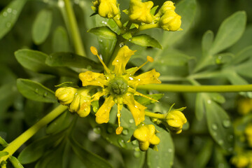 Yellow flowers of common rue (Ruta graveolens) or herb-of-grace in the early morning in the dew. Place for text. Top view.