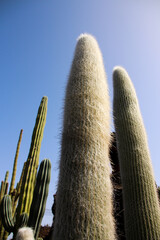 Cacti