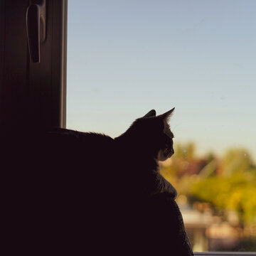 gato espiando 
