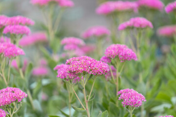 Showy stonecrop blooming in the garden. Ice plant,  butterfly stonecrop (Hylotelephium spectabile (syn. Sedum spectabile).