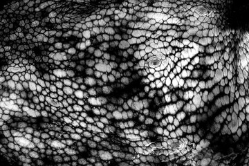 The texture of the wet skin of a large octopus. Bright abstract background