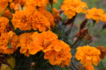 Marigold