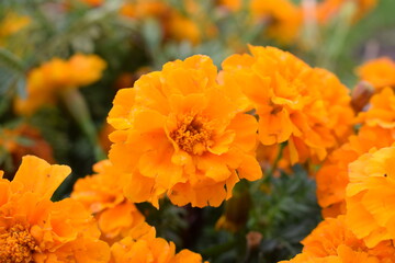 Marigold