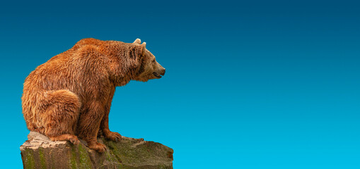 Banner with big brown bear lonely sitting at rock in gradient deep blue sky background with copy...