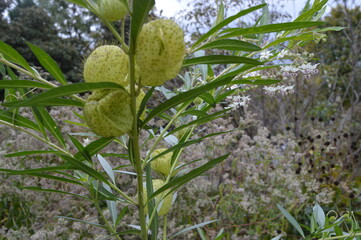 Autumn colors at the beautiful Arlington National Cemetary in Washington, United States