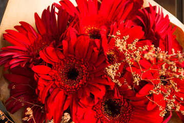  bouquet of red herberas in macro.