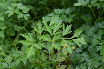 Parsley