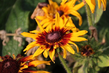 Flowers In Bloom, Banff National Park, Alberta