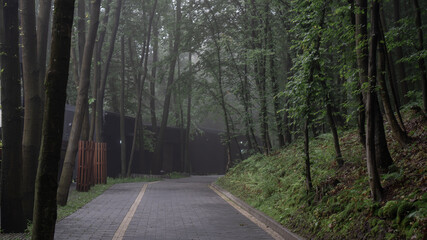 Fototapeta premium A misty trail on a foggy day between tall trees in the forest and a house made of black wood. Houses in the forest