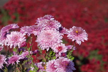 pink  chrysanthemums in the autumn garden