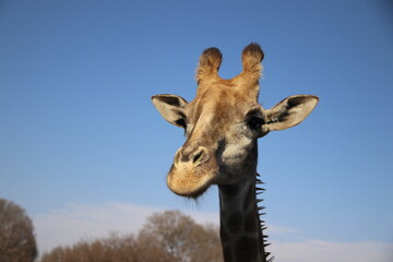 Naklejka premium Photo Taken in Lion and Rhino Reserve, Krugersdorp