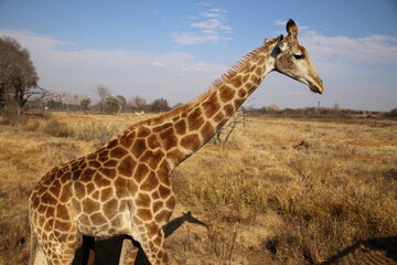 Photo Taken in Lion and Rhino Reserve, Krugersdorp