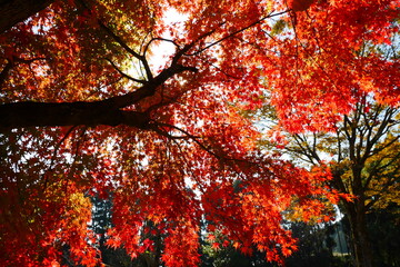紅葉（オレンジ・赤）