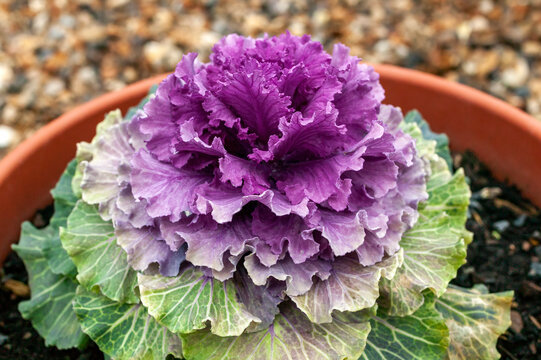 Kale 'Purple Pigeon' an ornamental flowering brassica oleracea vegetable cabbage stock photo image