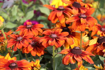 Autumns Flowers, Banff National Park, Alberta