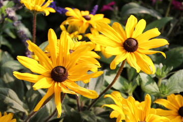 Yellow Coneflowers, Banff National Park, Alberta