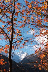 albero pianta autunno foglie colori natura