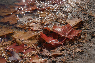 太陽の光に照らされたカラフルな紅葉