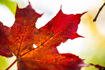 red leaves between yellow leaves, autum