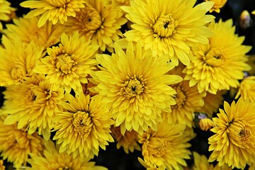 한국 인천시 부평구 부평문화의거리꽃축제 입니다