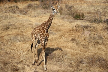 Photo Taken in Lion and Rhino Reserve, Krugersdorp