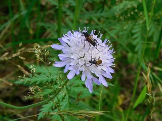 kwiat, owad, natura © Elbieta