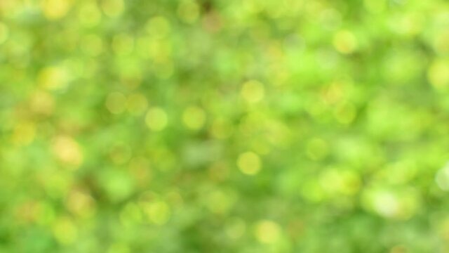 Abstract blurred out of focus background, natural light of nature forest, vibrant green bokeh