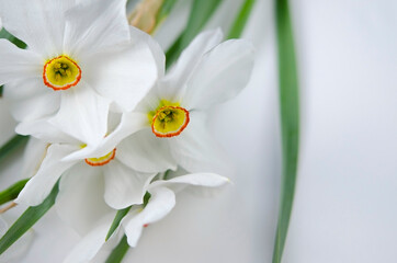 Fototapeta na wymiar Bouquet of daffodils close up. Spring flowers