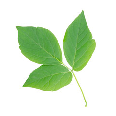 Naklejka na ściany i meble Green maple leaf isolated on white background without shadow